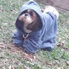 Rafaele